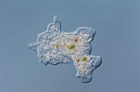  Amoeba proteus: Een microscopische meester in de kunst van het opsplitsen en samenvoegen!