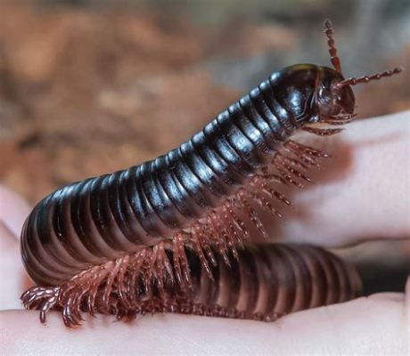  Chinese Black Millipede: Een Schitterend Creatuur Met Duizenden Pootjes en een Voorliefde voor Verrot Plantmateriaal!