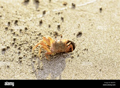  Donax! De Snelle Sandkrabber Met Een Karakteristieke Voet Voor Het Graven In Het Zacht Zand