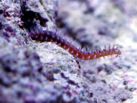  Fanworm! Een betoverende borstelworm die zich verstopt tussen de rotsen en zijn eigen huis bouwt