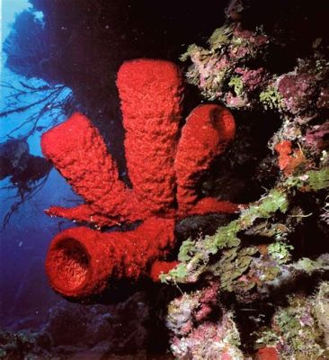  Fire Sponge! Een Brandende Schoonheid die zich Voedt met Bacteriën in Diepe Zeeën