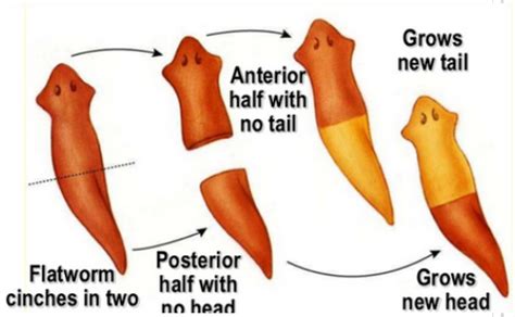 Freeliving Flatworm: Een microscopische meester van regeneratie die zich voortplant door middel van seksuele en aseksuele reproductie!