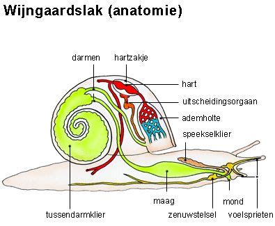  Io-Slak: Een Schitterend voorbeeld van een weekdier met een indrukwekkende schildconstructie!