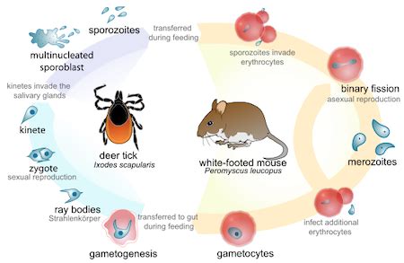  Ribotrema! Een interne parasiet met een complexe levenscyclus