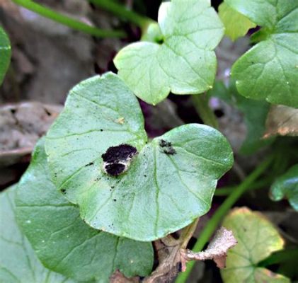  Urocystis - Een Parasiet met een Onverwachte Smaak voor Plantenleven!