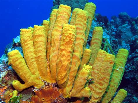  Yellow Tube Sponge: Een Held van de Diepte die Verbluffend Kleurig Geel Schijnt!