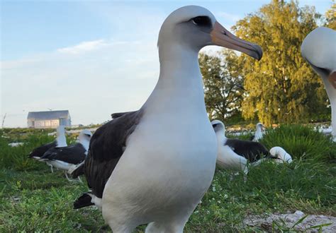  Albatros: Met Zijn Imponerende Vliegvlug En Sterke Jachtstijl Is De Albatros Een Ware Meester van de Oceaan!