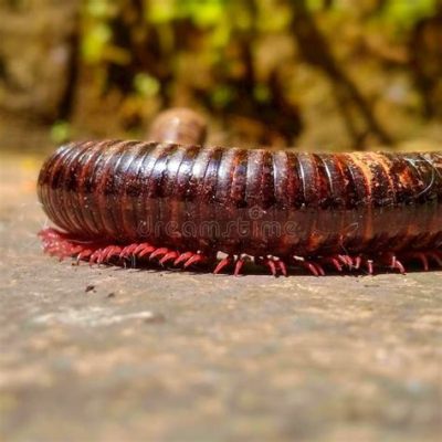 Amsterdam Millipede: This Remarkable Creature With Its Many Legs Will Make You Rethink Your Thoughts About Invertebrates!