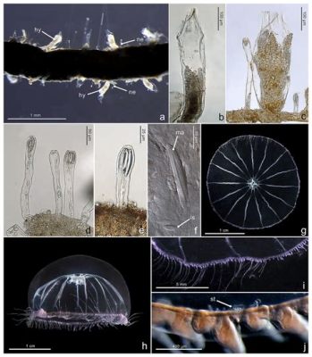  Belmontidella! EenHydrozoaan met een Mysterieus Gezelschap dat je Zal Verrassen