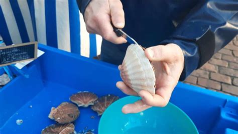  Coquille - een verborgen wereld van filterende schoonheid