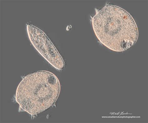  Didinium! Een Microscopische Roofdier met een Unieke Jagdstrategie