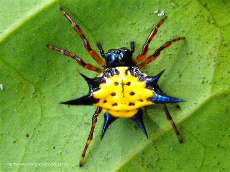  Gasteracantha! Een achtbenig juweel dat zich vermomt als een doorns stekende bloem