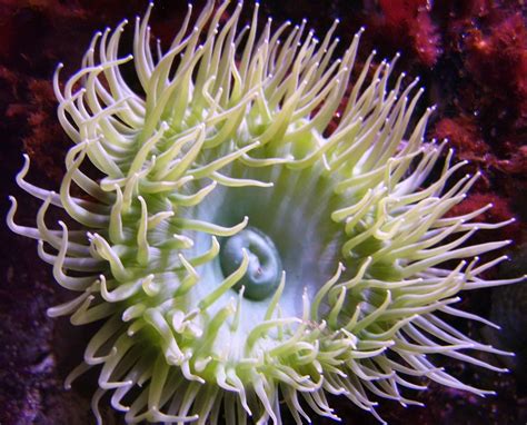  Glass Anemone: Een Bloeiende Zeeanemoon Met Lichtdoorlatende Tentakels En Stevige Pootjes!