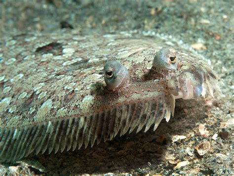  Glycera! Een roofdier vermomd als een onschuldig slangetje op de zeebodem