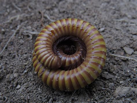  Julidwormen: Een Myriapod Met Meer Potentiële Vrienden Dan Je Denk!