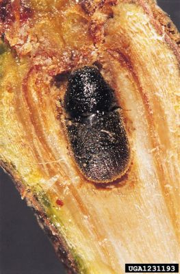  Juniper Beetle! A Miniature Architect With an Affinity for Decaying Wood