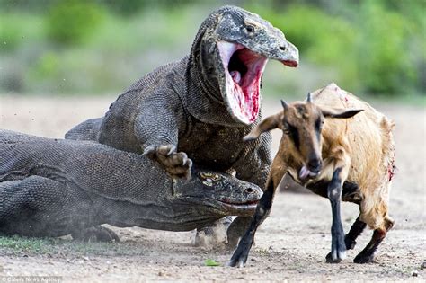  Komodovaraan! Een levende dinosaurier met een adembenemende reputatie voor gevaarlijke prooien