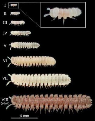  Millipede! Een Myriapode met een Ontelbaar Aantal Poten die zich Voortbeweegt als een Miniatuur Tank