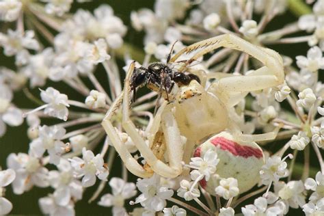  Questing Spider:  De meester van camouflage en de architect van ondergrondse wonderen!