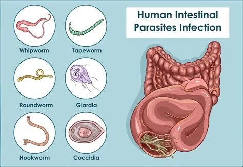 Umbilcopter: Een buik-krabbende parasitaire worm met een onverwachte reis naar de galblaas!