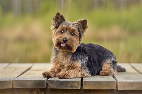  Yorkshire Terrier! Een Kleine Platworm Met een Grote Persoonlijkheid